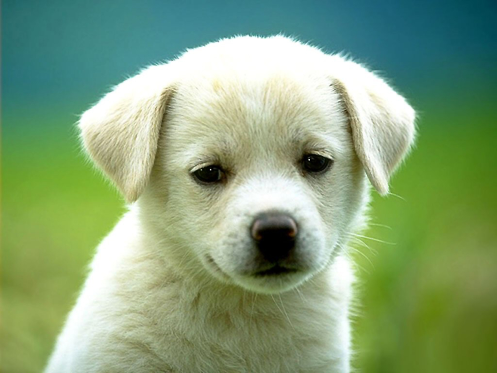 Animals - Labrador Puppy Wallpapers - Wallpaper 1024x768